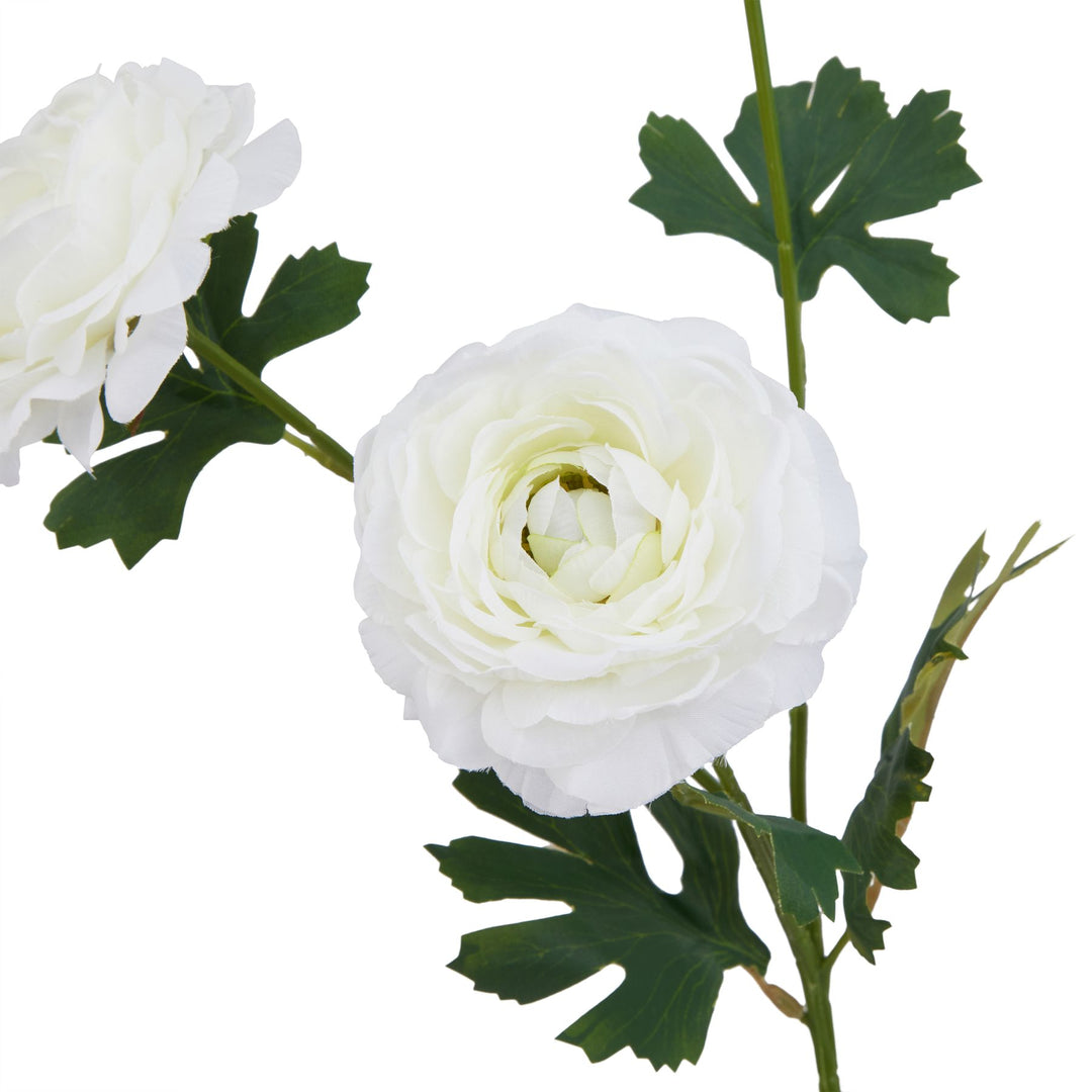 The Natural Garden Collection White Ranunculus