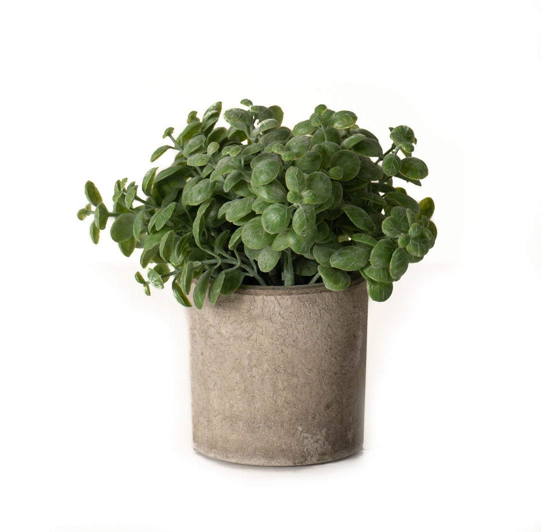 Basil Plant In Stone Effect Pot - Modern Rattan Ltd