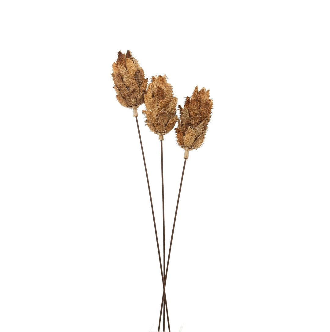 Bouquet Of Dried Protea - Modern Rattan Ltd