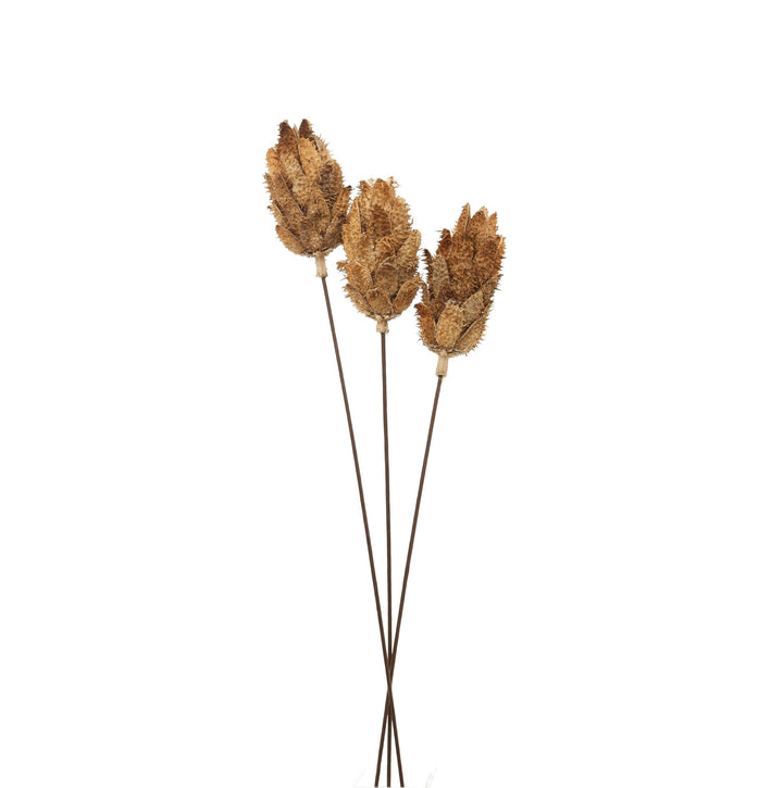 Bouquet Of Dried Protea - Modern Rattan Ltd