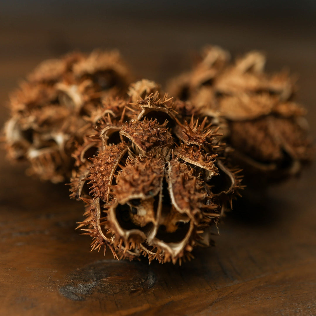 Bouquet Of Dried Protea - Modern Rattan Ltd