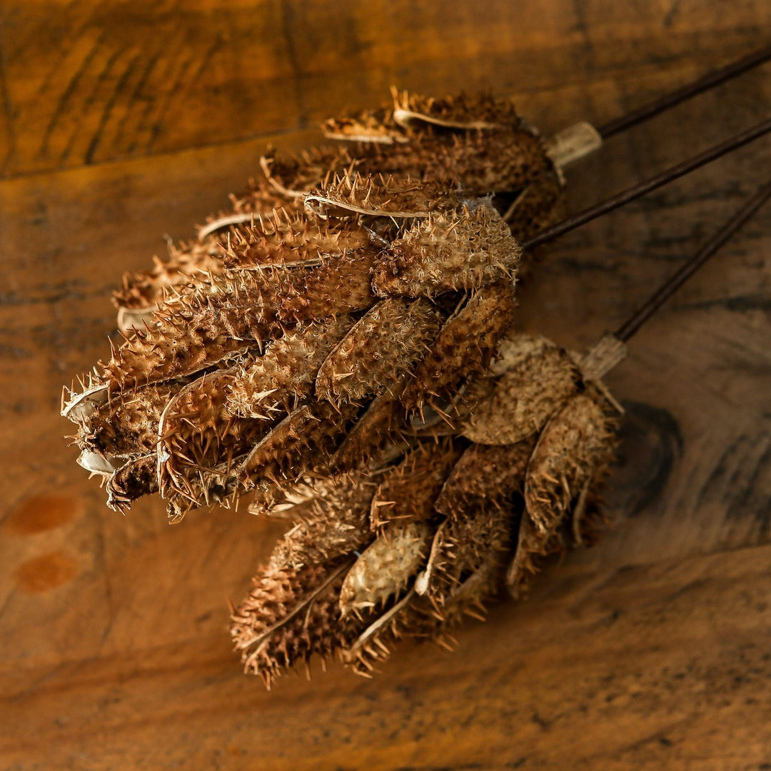 Bouquet Of Dried Protea - Modern Rattan Ltd