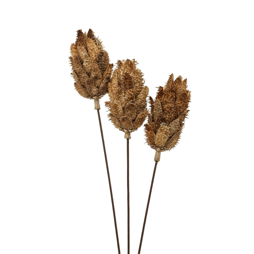 Bouquet Of Dried Protea - Modern Rattan Ltd