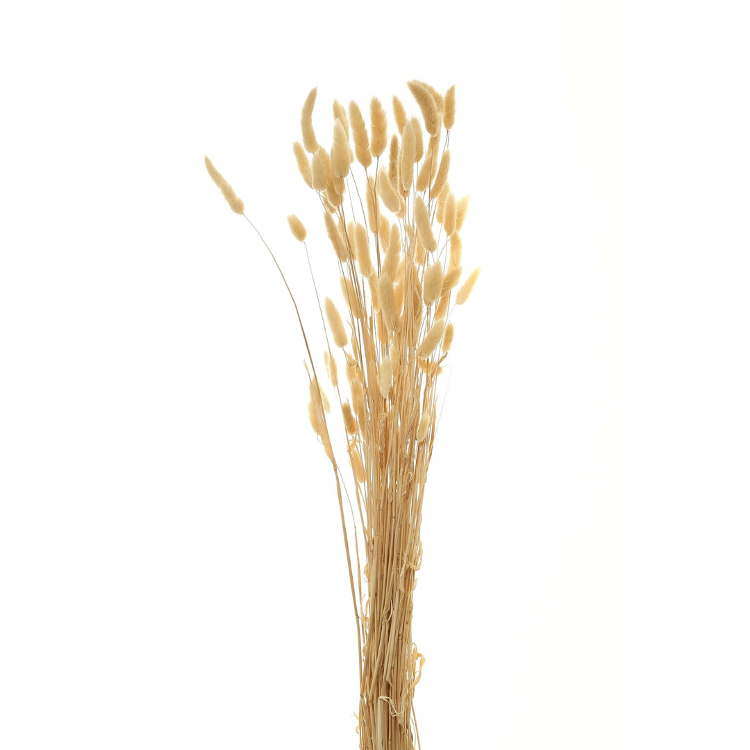 Bouquet Of Tall Bunny Tails - Modern Rattan Ltd