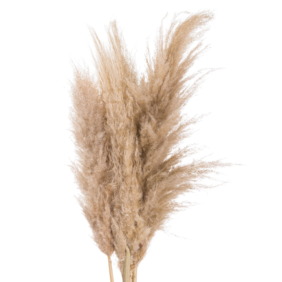 Butter Pampas Grass - Modern Rattan Ltd