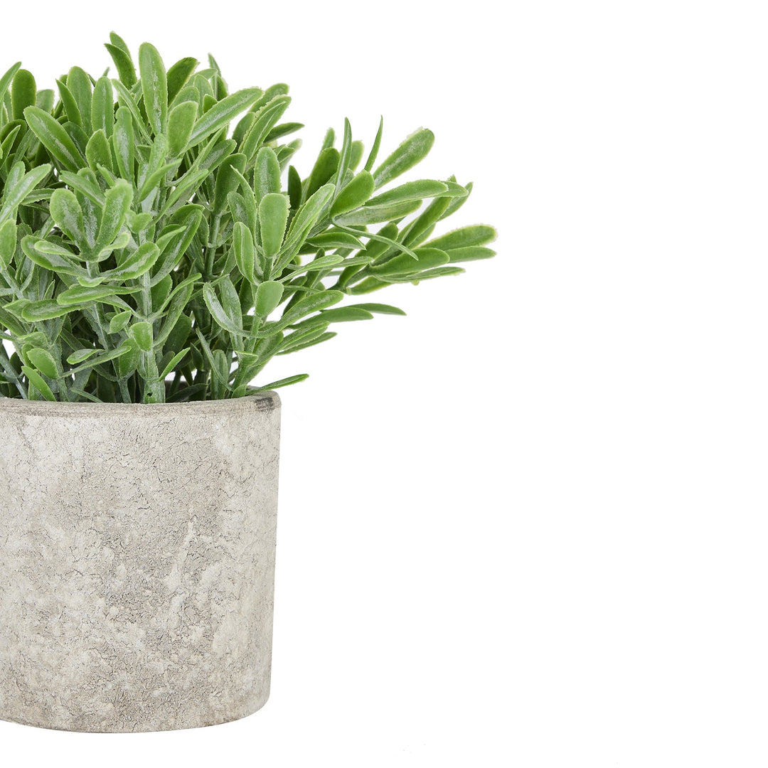 Buxus Plant In Stone Effect Pot - Modern Rattan Ltd