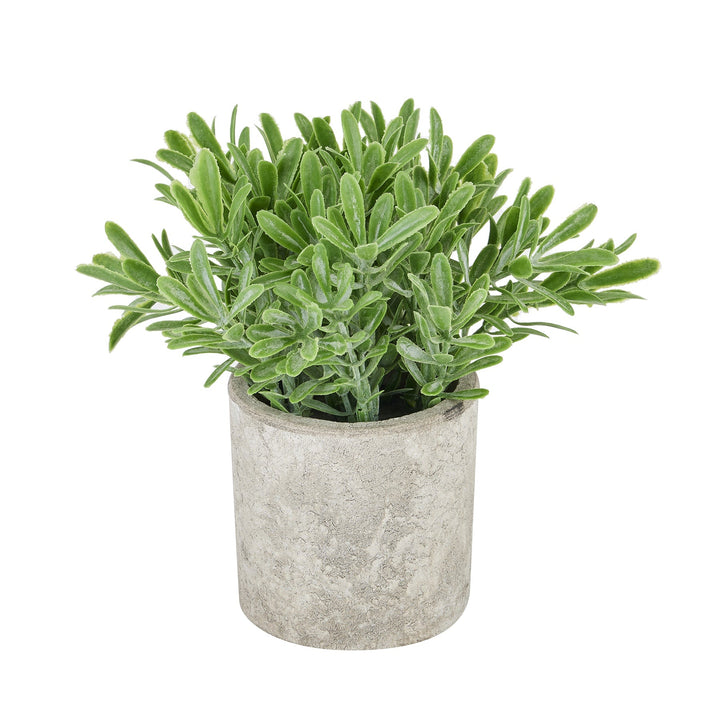 Buxus Plant In Stone Effect Pot - Modern Rattan Ltd