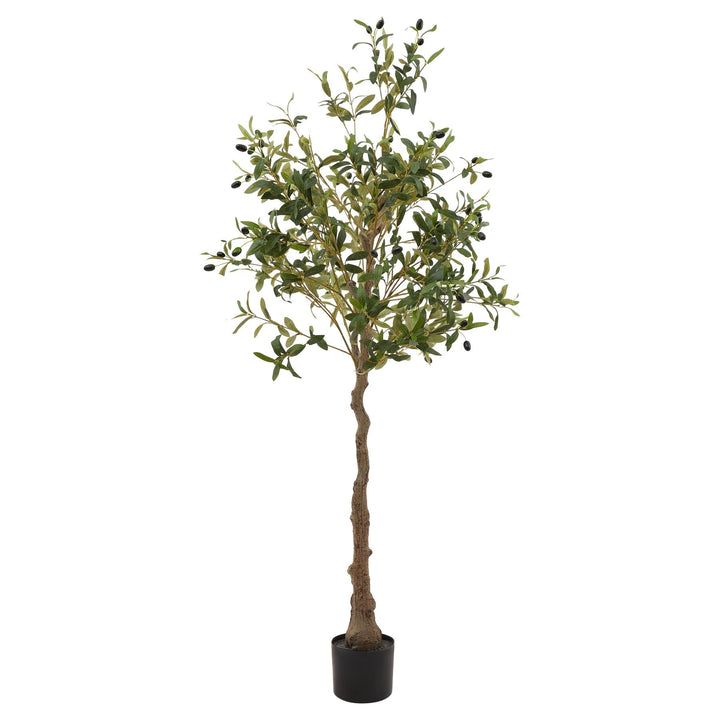 Calabria Olive Tree - Modern Rattan Ltd