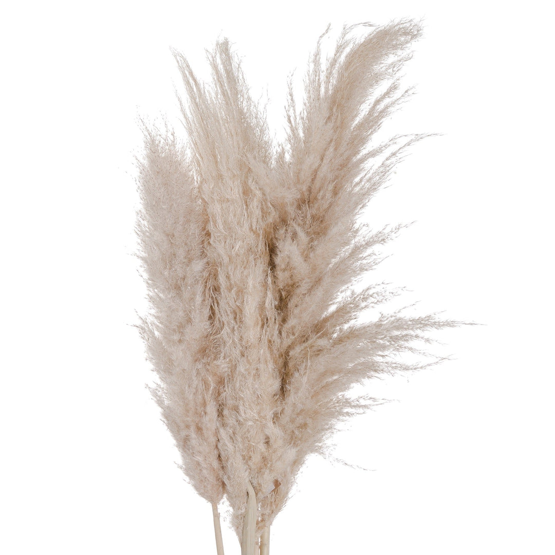 Cream Pampas grass - Modern Rattan Ltd