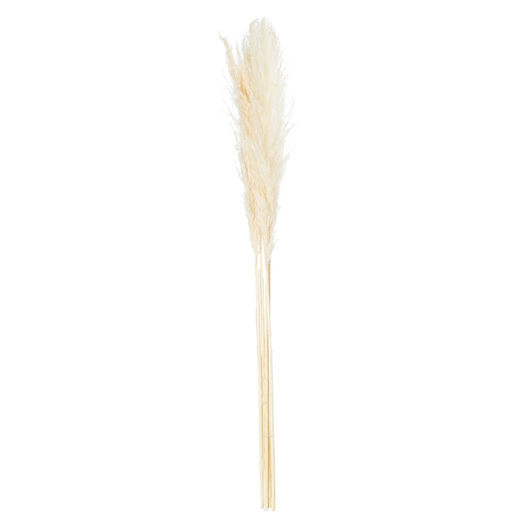 Cream Pampas Grass Stem - Modern Rattan Ltd