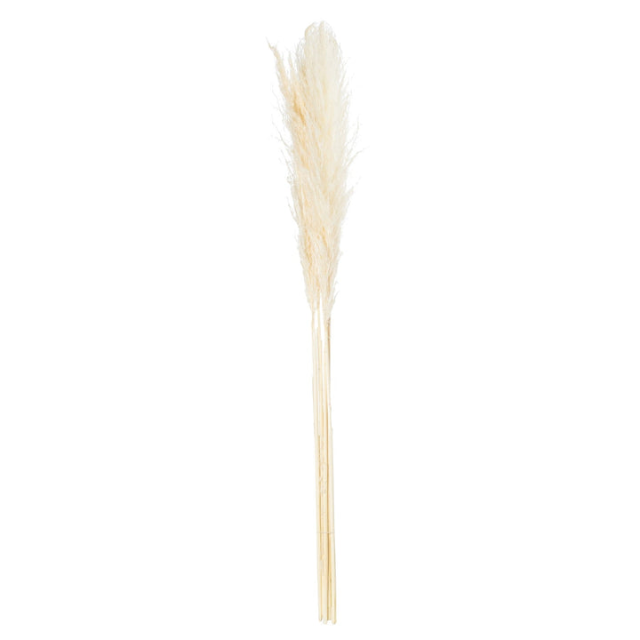 Cream Pampas Grass Stem - Modern Rattan Ltd