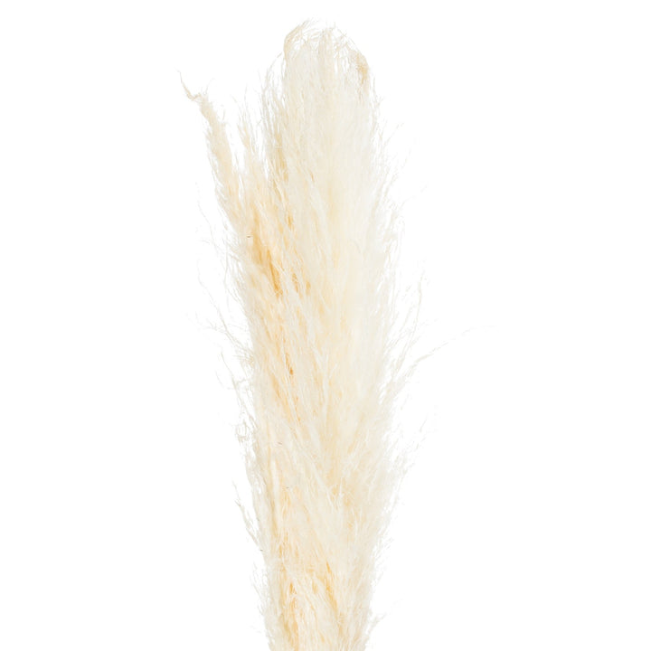 Cream Pampas Grass Stem - Modern Rattan Ltd