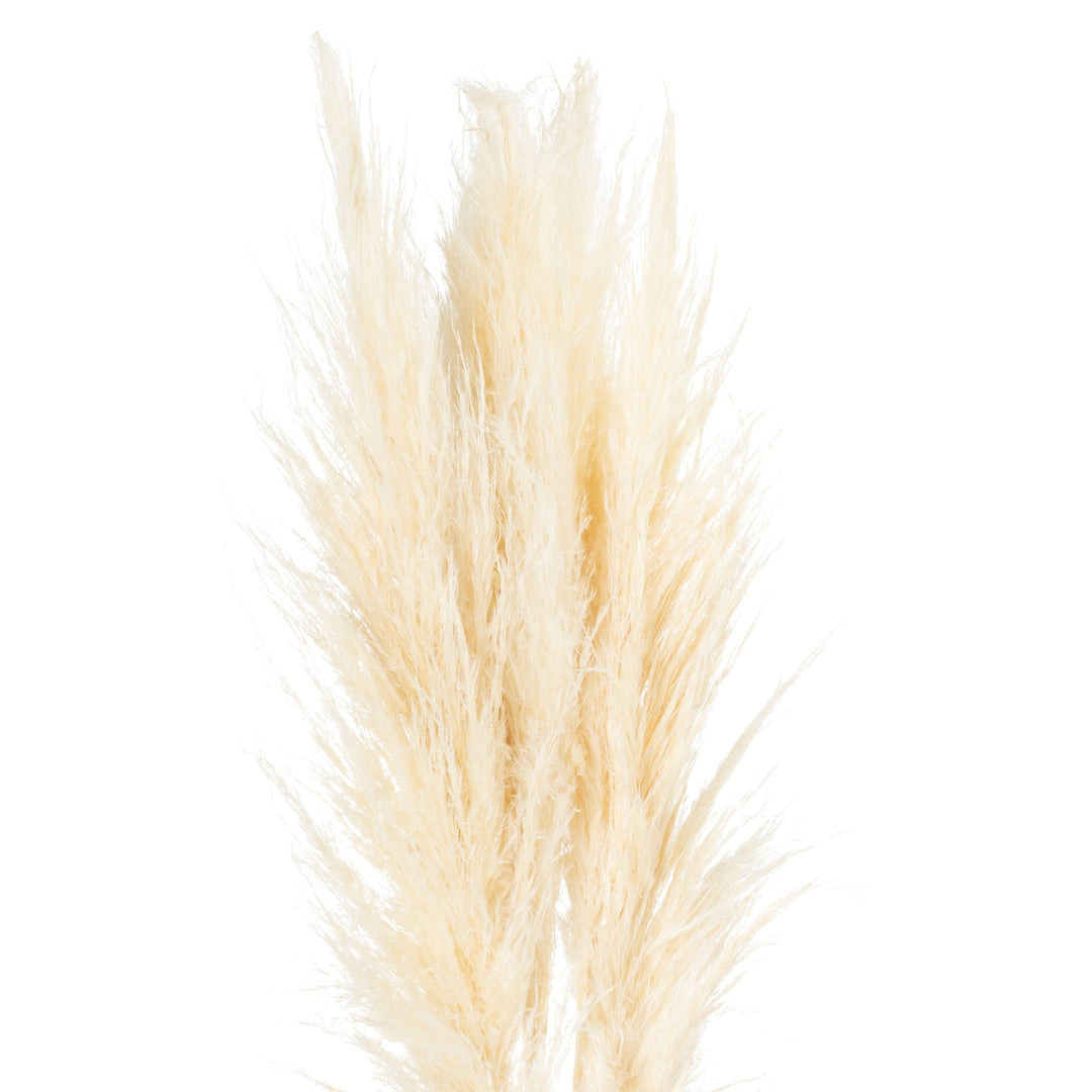 Cream Pampas Grass Stem - Modern Rattan Ltd