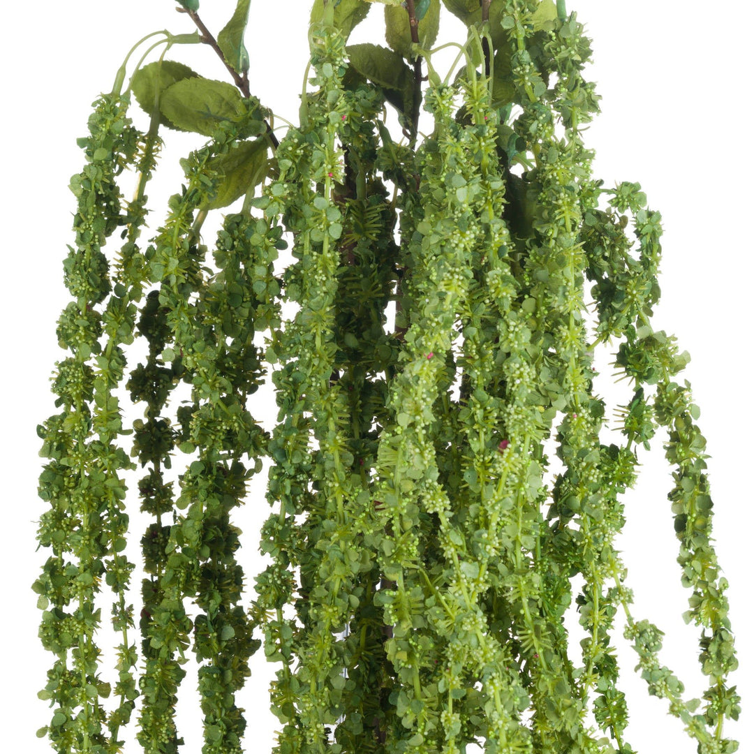 Green Amaranthus - Modern Rattan Ltd