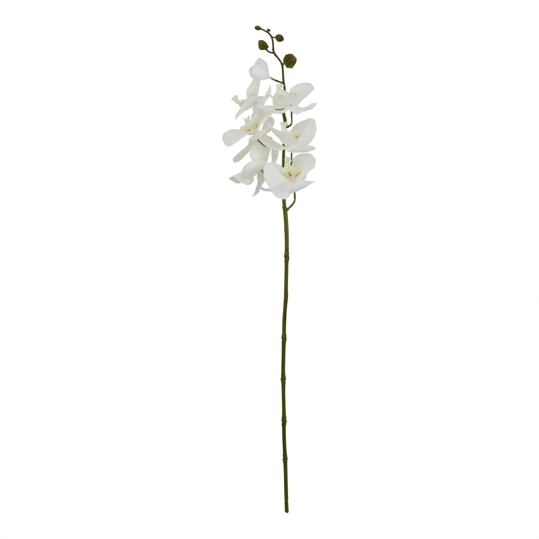 Large White Butterfly Orchid Stem - Modern Rattan Ltd