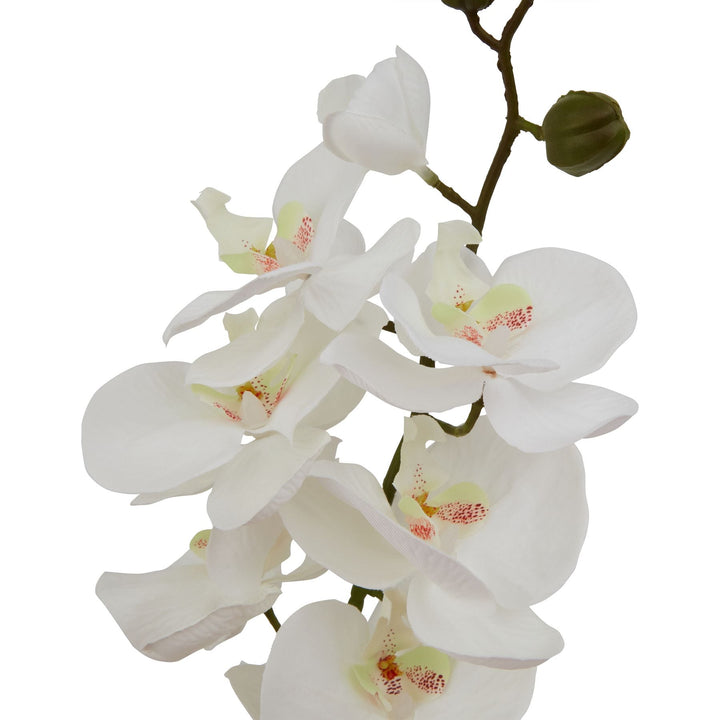 Large White Butterfly Orchid Stem - Modern Rattan Ltd