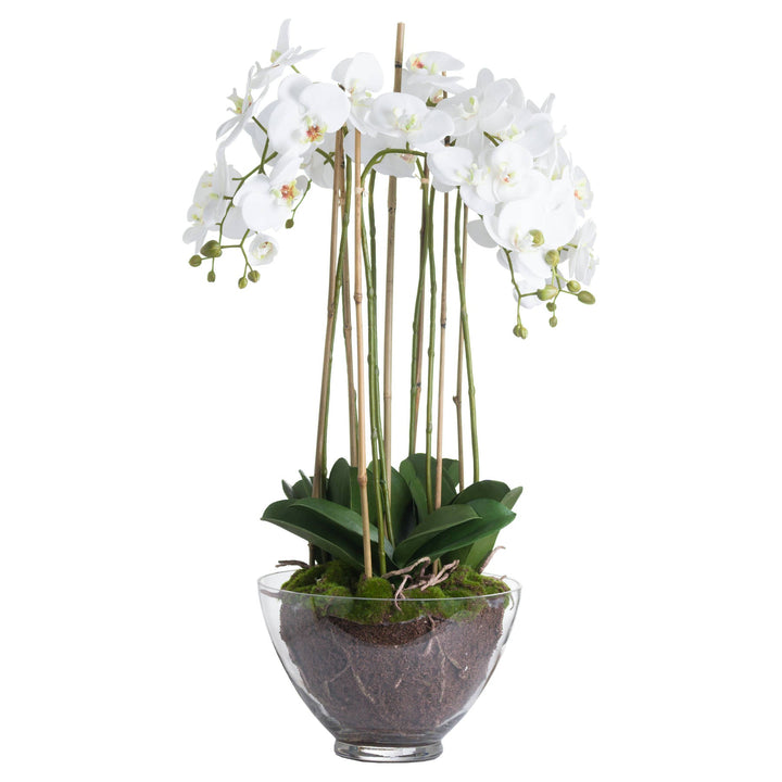 Large White Orchid In Glass Pot - Modern Rattan Ltd