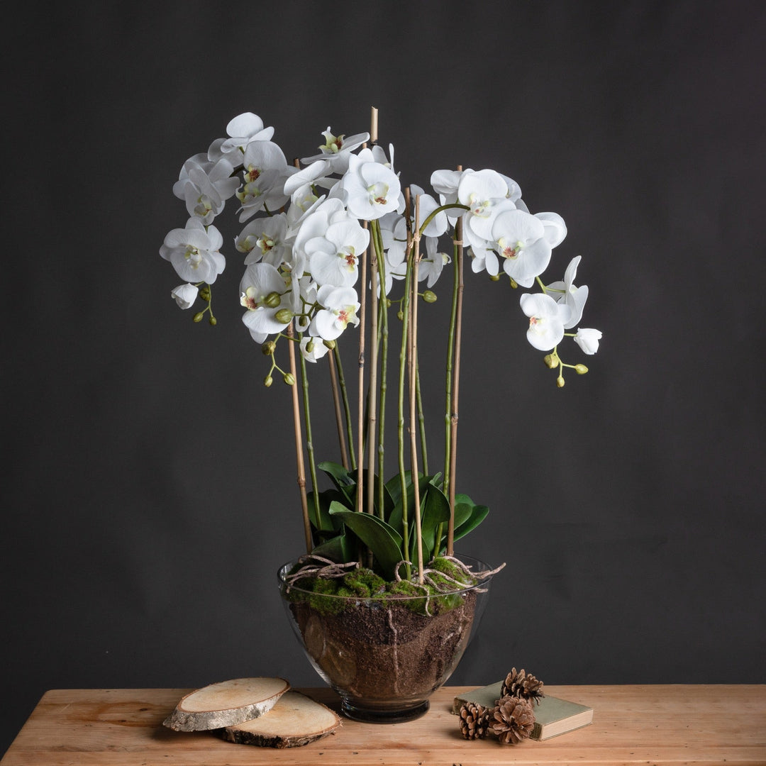 Large White Orchid In Glass Pot - Modern Rattan Ltd