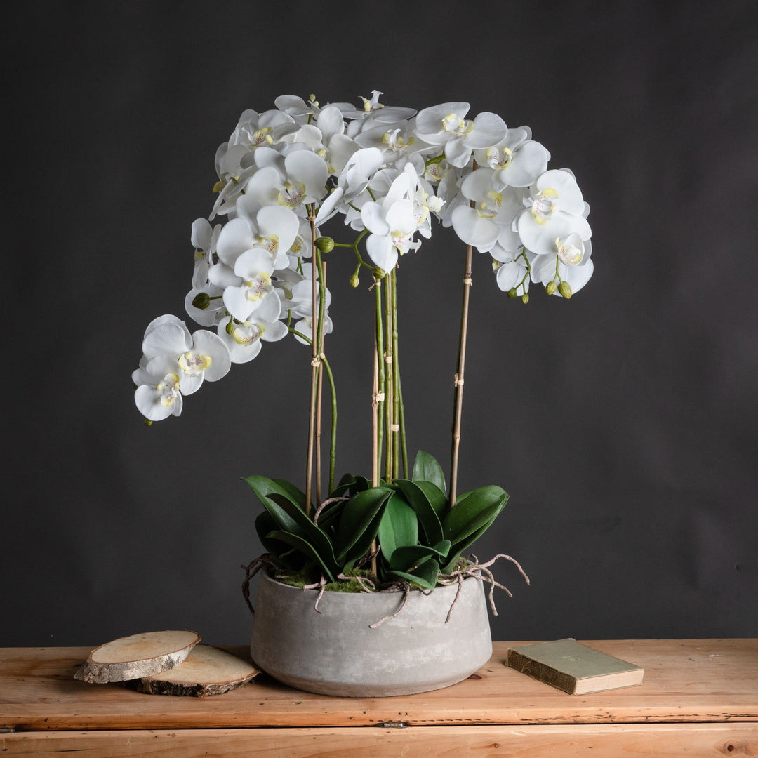 Large White Orchid In Stone Pot - Modern Rattan Ltd