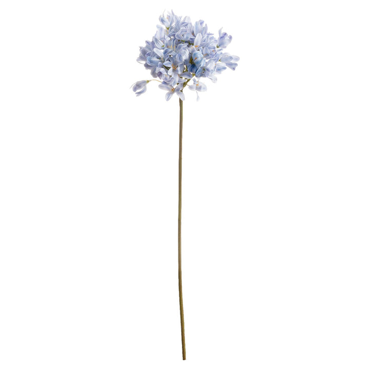 Light Blue Large Headed Agapanthus - Modern Rattan Ltd