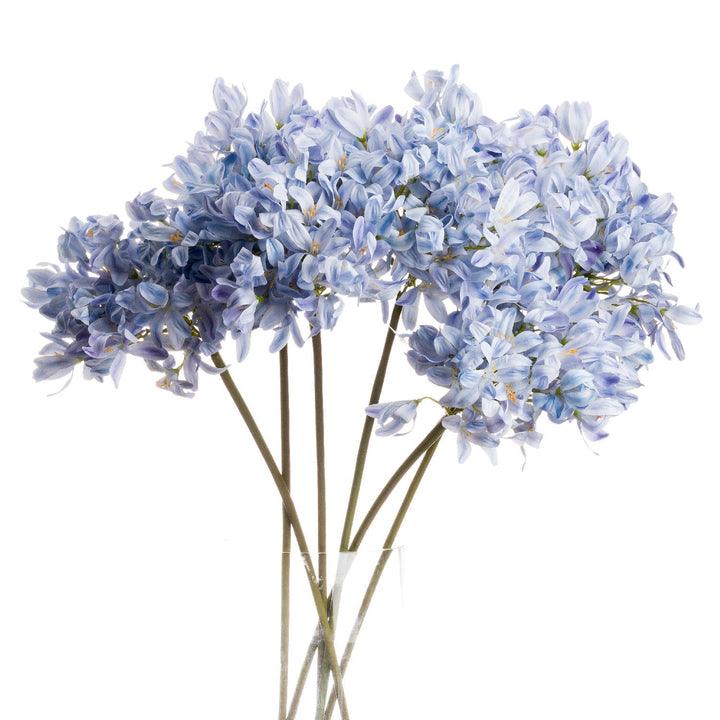 Light Blue Large Headed Agapanthus - Modern Rattan Ltd