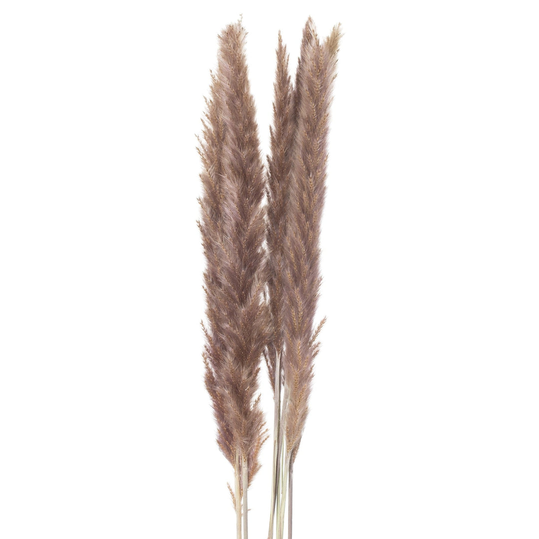 Mini Natural Pampas Grass Bunch of 15 - Modern Rattan Ltd