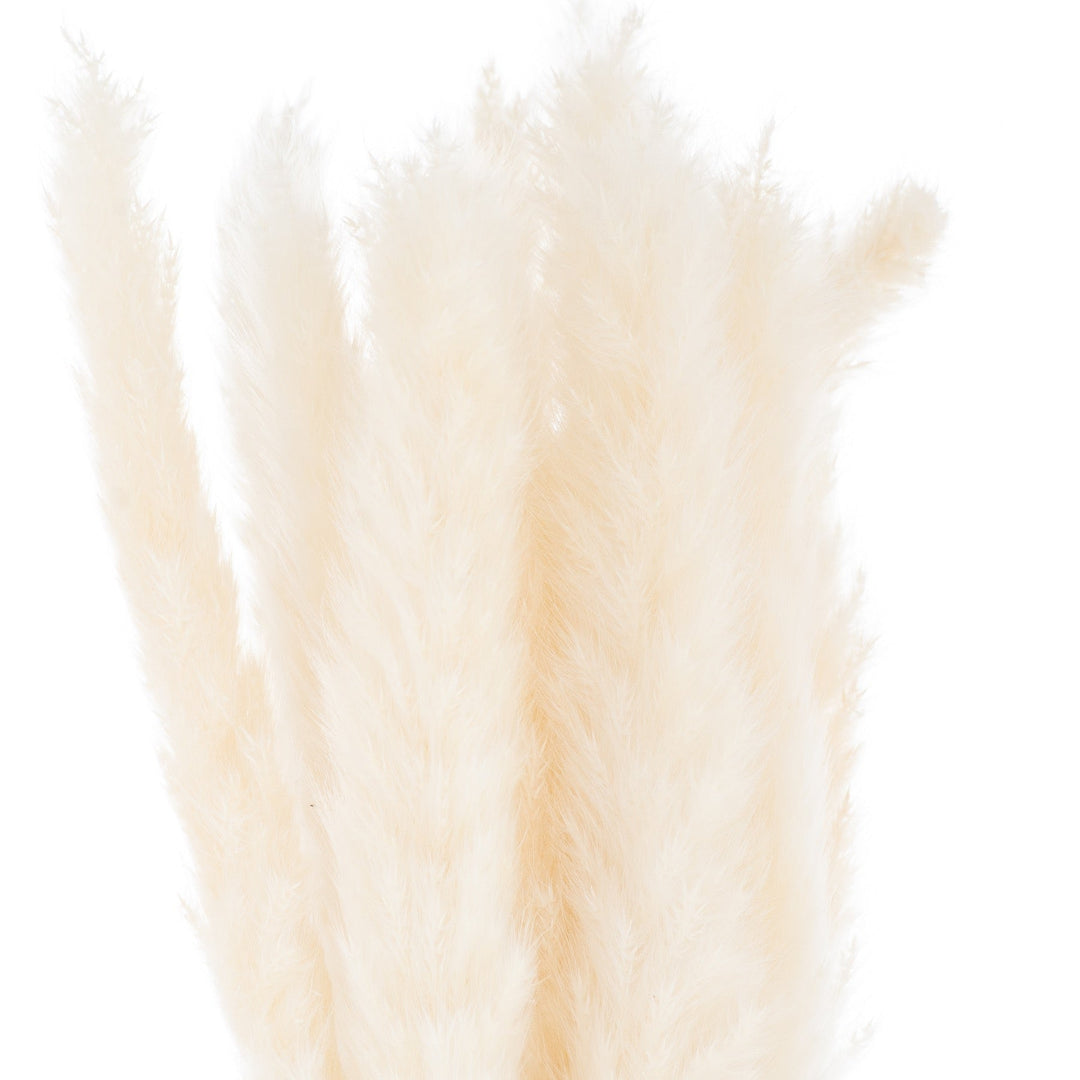 Mini White Pampas Grass Bunch Of 15 - Modern Rattan Ltd