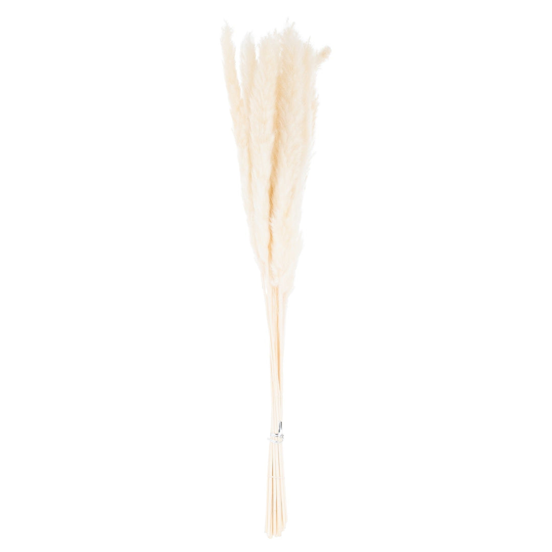 Mini White Pampas Grass Bunch Of 15 - Modern Rattan Ltd