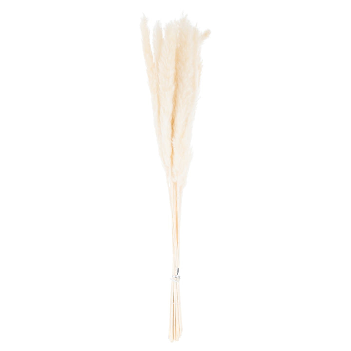 Mini White Pampas Grass Bunch Of 15 - Modern Rattan Ltd