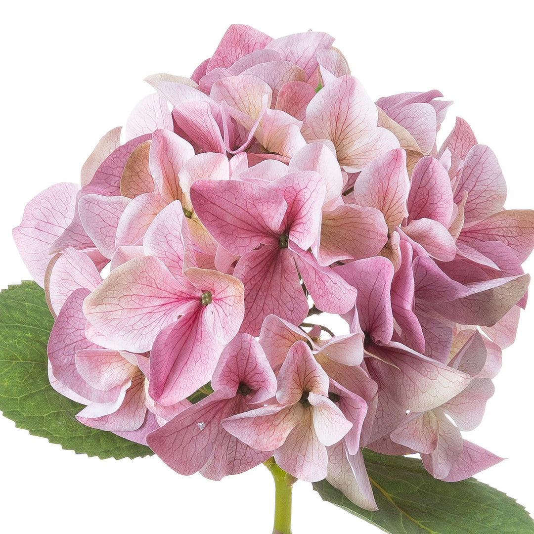 Shabby Pink Single Hydrangea - Modern Rattan Ltd