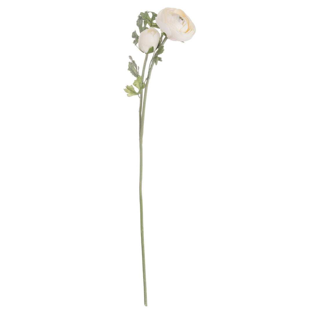 Soft Cream Ranunculus - Modern Rattan Ltd