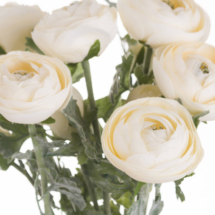 Soft Cream Ranunculus - Modern Rattan Ltd