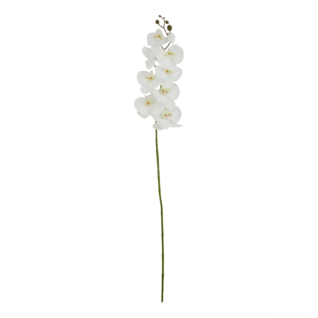 Tall White Butterfly Orchid Stem - Modern Rattan Ltd