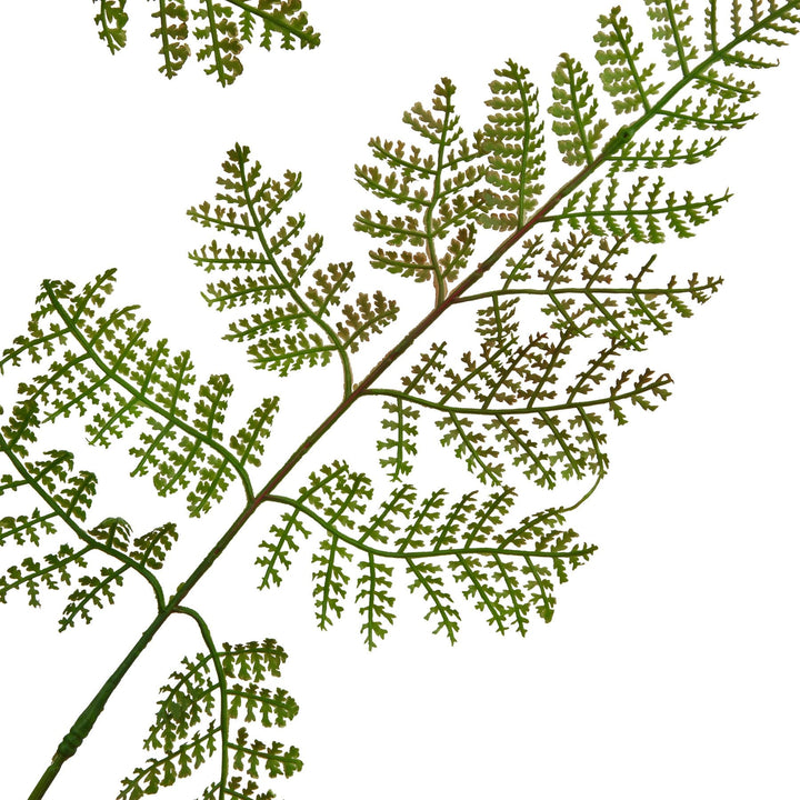 The Natural Garden Collection Large Bracken Fern Spray - Modern Rattan Ltd