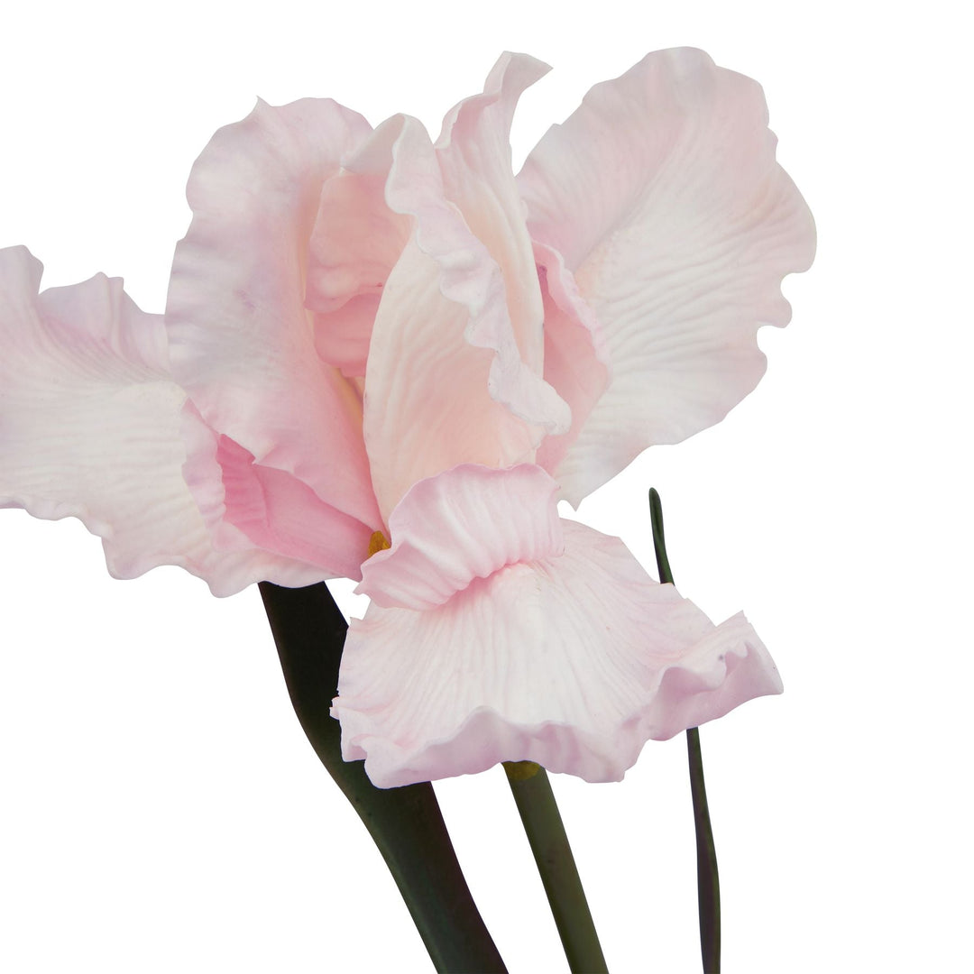 The Natural Garden Collection Pale Pink Fringed Iris - Modern Rattan Ltd