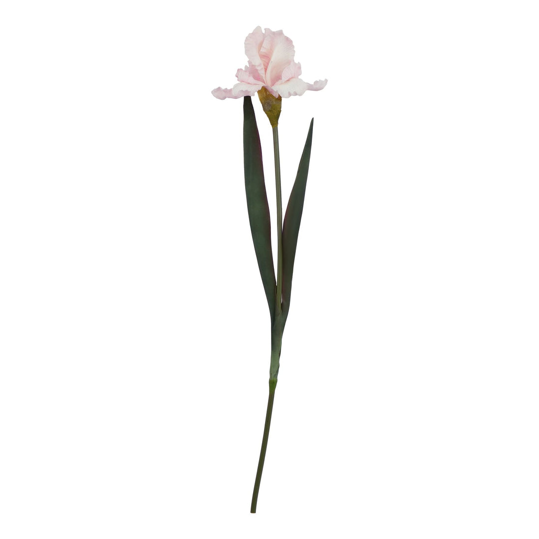 The Natural Garden Collection Pale Pink Fringed Iris - Modern Rattan Ltd