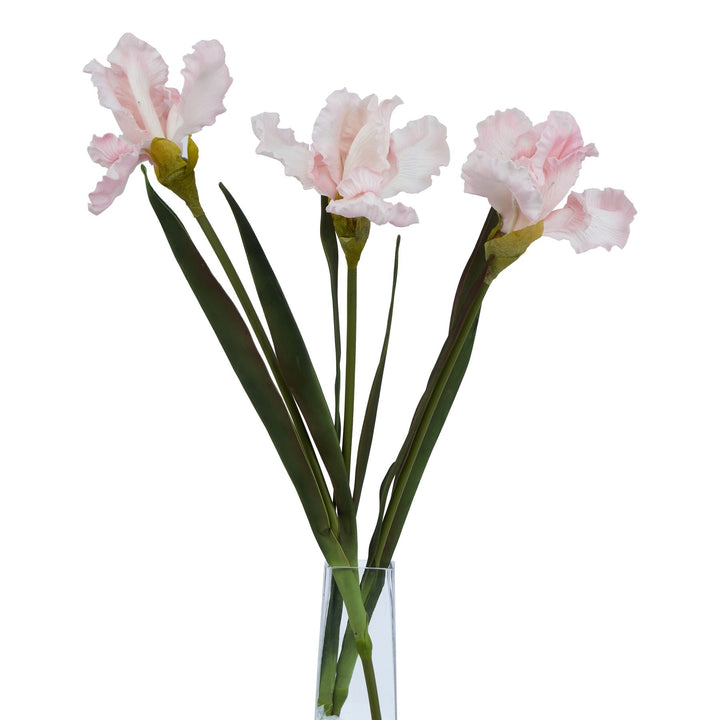 The Natural Garden Collection Pale Pink Fringed Iris - Modern Rattan Ltd