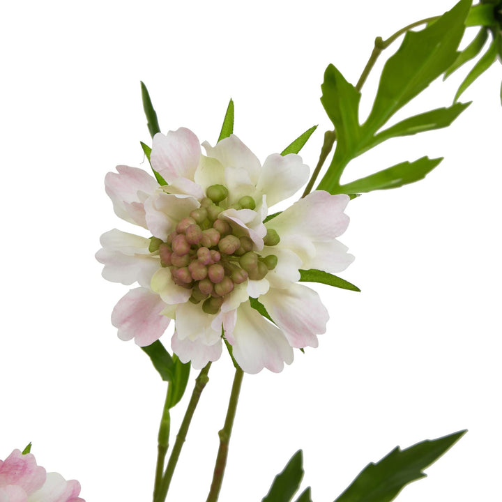 The Natural Garden Collection Pale Pink Scabious Stem - Modern Rattan Ltd