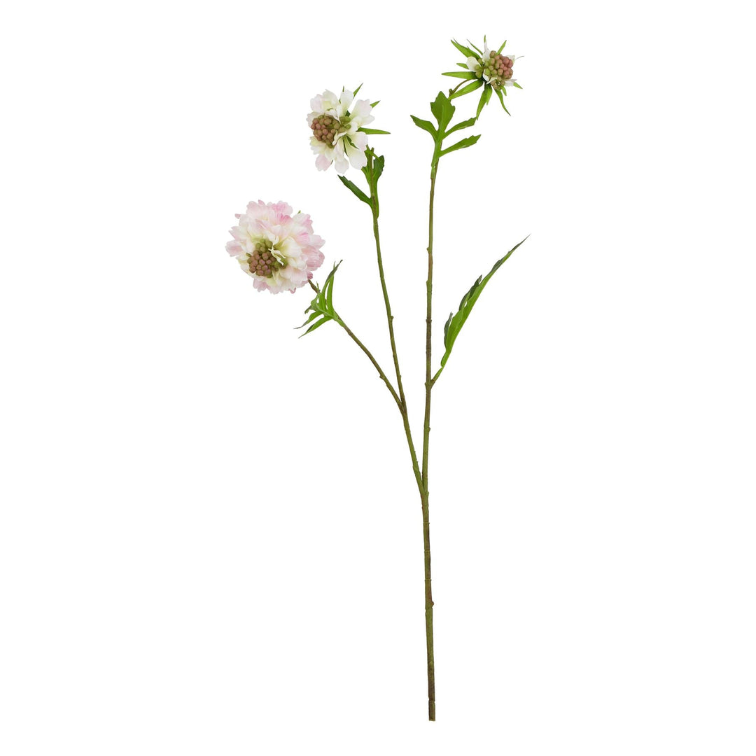 The Natural Garden Collection Pale Pink Scabious Stem - Modern Rattan Ltd