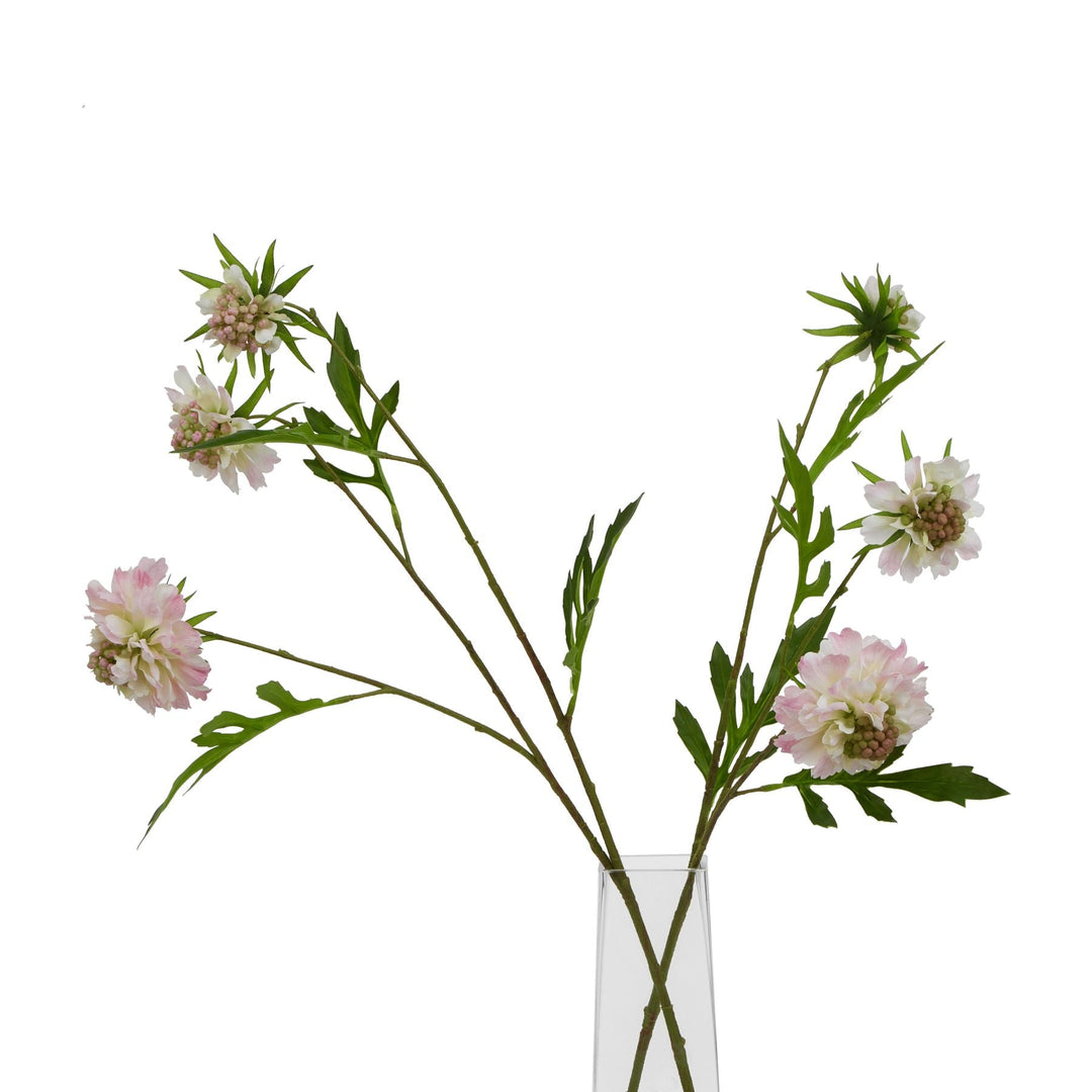 The Natural Garden Collection Pale Pink Scabious Stem - Modern Rattan Ltd