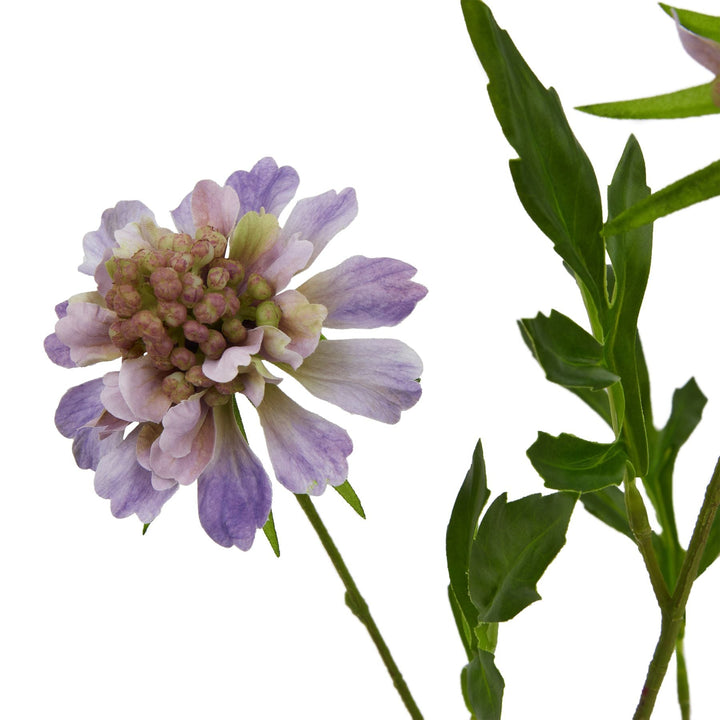 The Natural Garden Collection Purple Scabious Stem - Modern Rattan Ltd