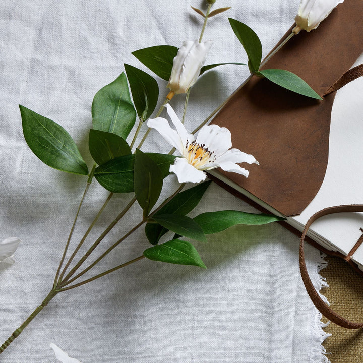 White Florida Clematis - Modern Rattan Ltd