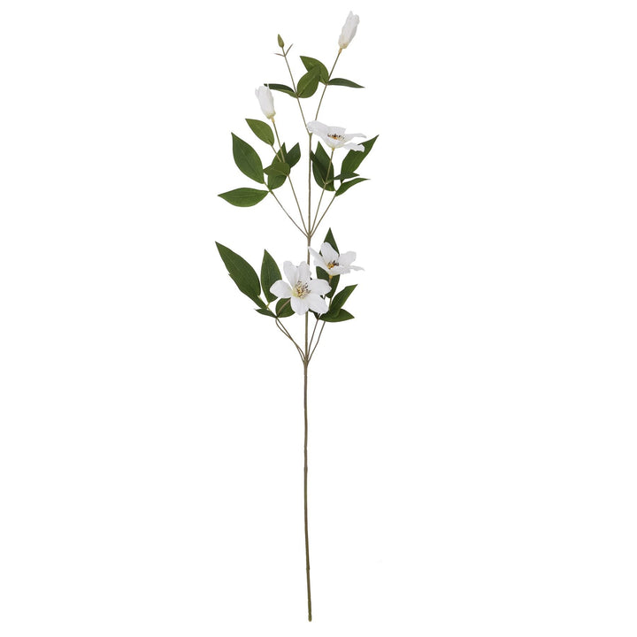 White Florida Clematis - Modern Rattan Ltd