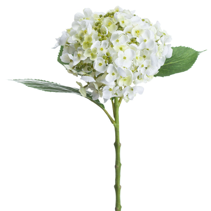 White Lace Cap Hydrangea - Modern Rattan Ltd